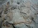 Annularia Stellata  Spain. Se observan también algunas pinnas de Sphenopteris sp.. Uploaded by Granotius